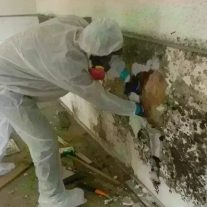 Mold Remediation and Removal in Ramsey County, ND